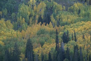 forest mountainside trees fall