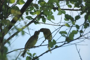 birds feeding_young tree sky love