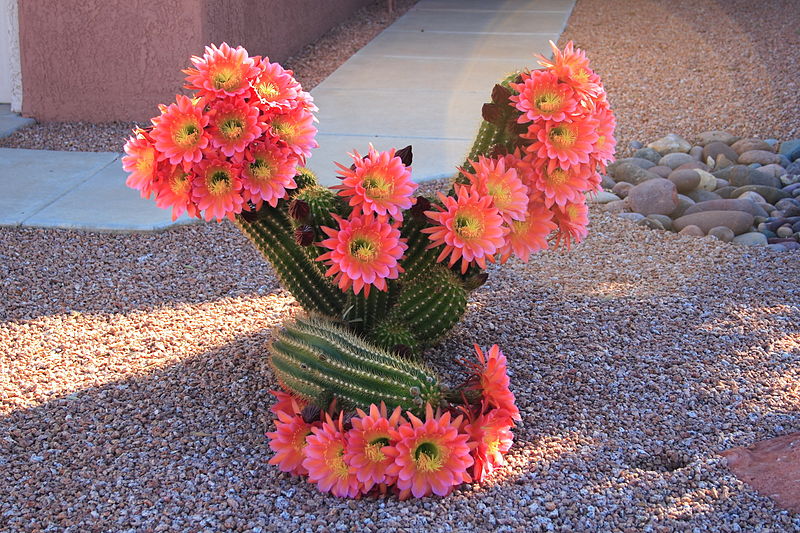 800px-Cactus_flowering,_Sun_City_West,_Arizona