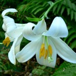 Honoring the Blessed Virgin with a Mary Garden