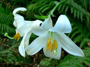 Madonna lily