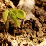 Don't Fear the Reaping:  The Parable of the Mustard Seed