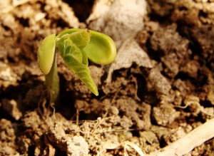 Seedling garden spring growth