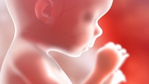 Baby+in+utero