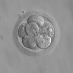 Open Hunting Season Again on Human Embryos