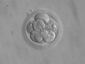 Embryo_8_cells stem_cells