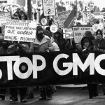 Genetic Modification: Bad for Cows and Corn, but Okay for Humans?