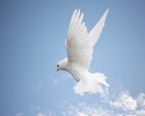 Holy Spirit dove blue sky