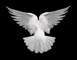 Holy spirity dove back b&w