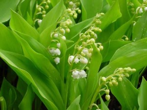 Lily of the Valley