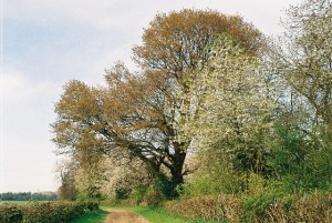 Spring_trees,_Shepherd's_Lane_-_geograph_org_uk_-_126978