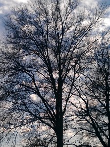 Winter Tree