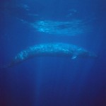A Whale of an Argument