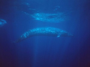 blue whale