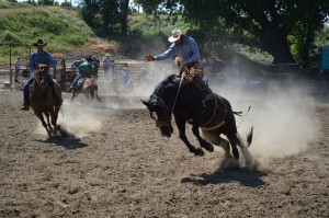 cowboy riding bronco