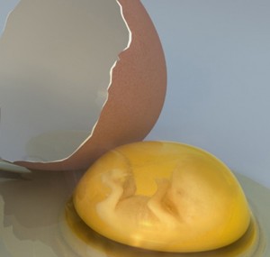 cracked-egg