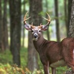 Deer Season a Half Century Ago