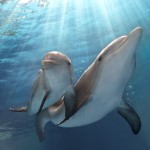 <em>Dolphin Tale 2</em>, A Heartwarming Tale