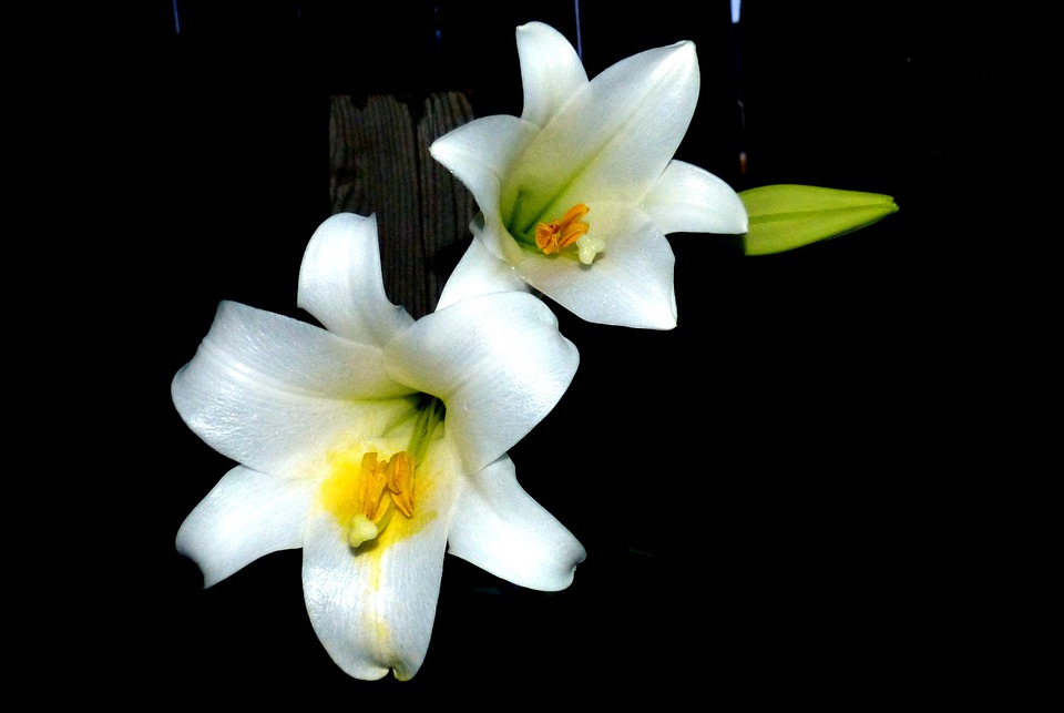 easter lillies