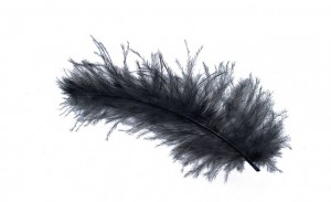 feather