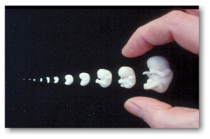 fetal-development