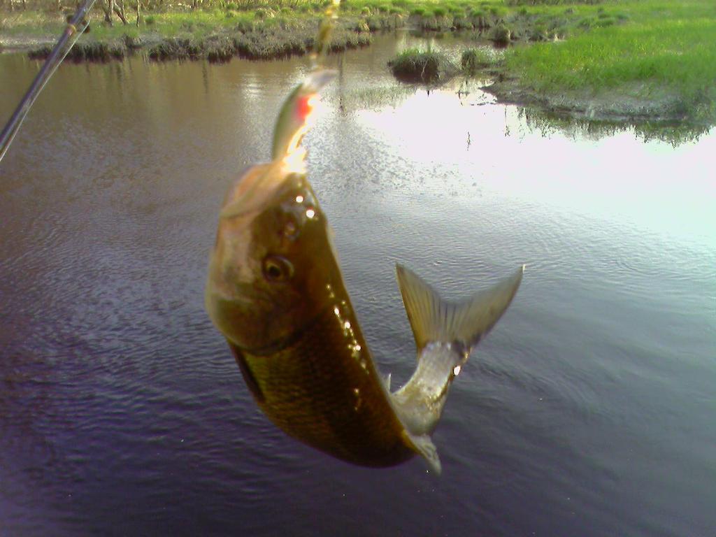 fish-on-hook.jpg