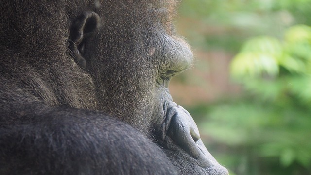 Jesus and the Dead Gorilla in the Looking Glass