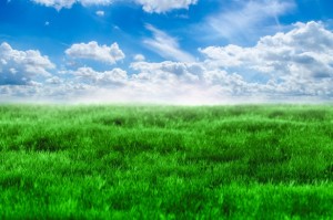 green-grass-and-blue-sky-1398454014G2m