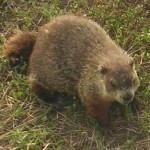 For Groundhog's Day -- An Interview with Punxsutawney Phil