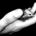 Of Mice and Men: New Study Touts a Male Contraceptive