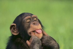 Chimpanzee