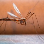 Zika Virus Opportunists