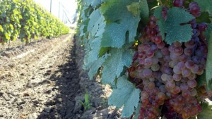 red grapes on vine