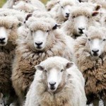 Lies, Damned Lies, and Statistics:  Sheep Leading Themselves to the Slaughter