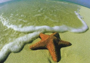 starfish on beach