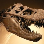 Soft Tissue In T-Rex Bones: Don’t Pick a Side