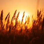 The Parable of the Wheat and Tares