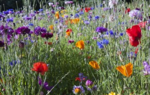 wild-flowers-close-up